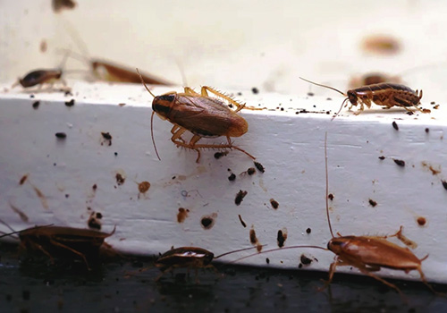 d-cockroach