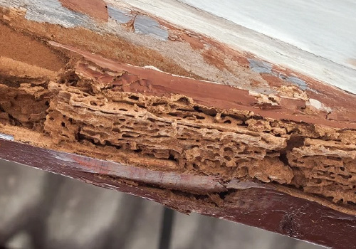 d-termites