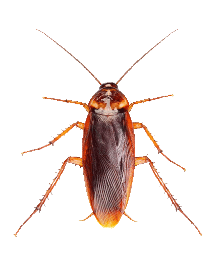 gif-cockroach